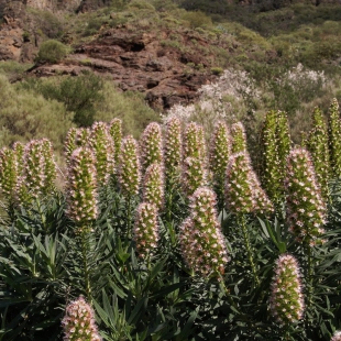 Echium virescens